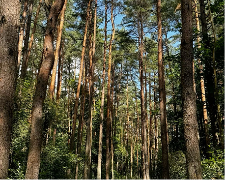 Под Минском