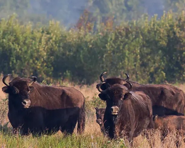 С экскурсиями по дикой природе